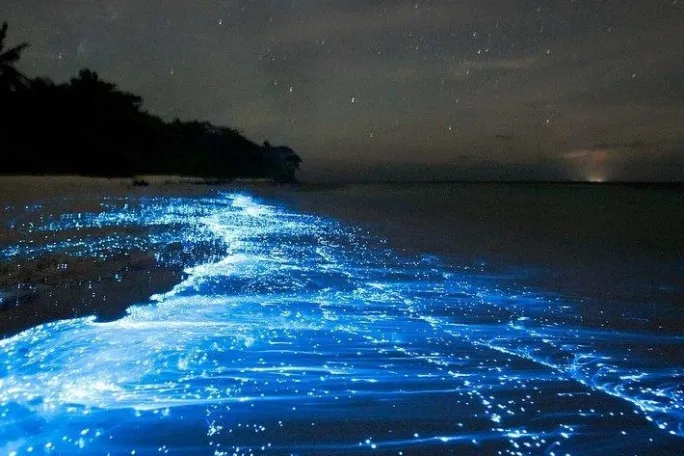 Bioluminescent waves glowing blue on a dark beach at night with trees in the background.
